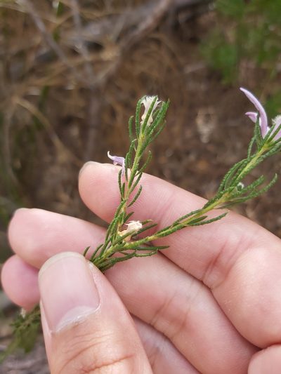 Philotheca reichenbachii, photographed by Tim