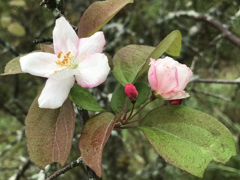 Malus prunifolia, photographed by Summit Metro Parks