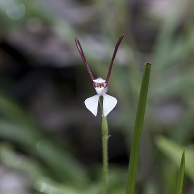 Leptoceras menziesii, photographed by Kym Nicolson