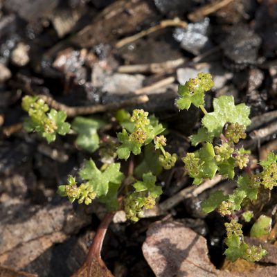 Hydrocotyle callicarpa, photographed by Kym Nicolson