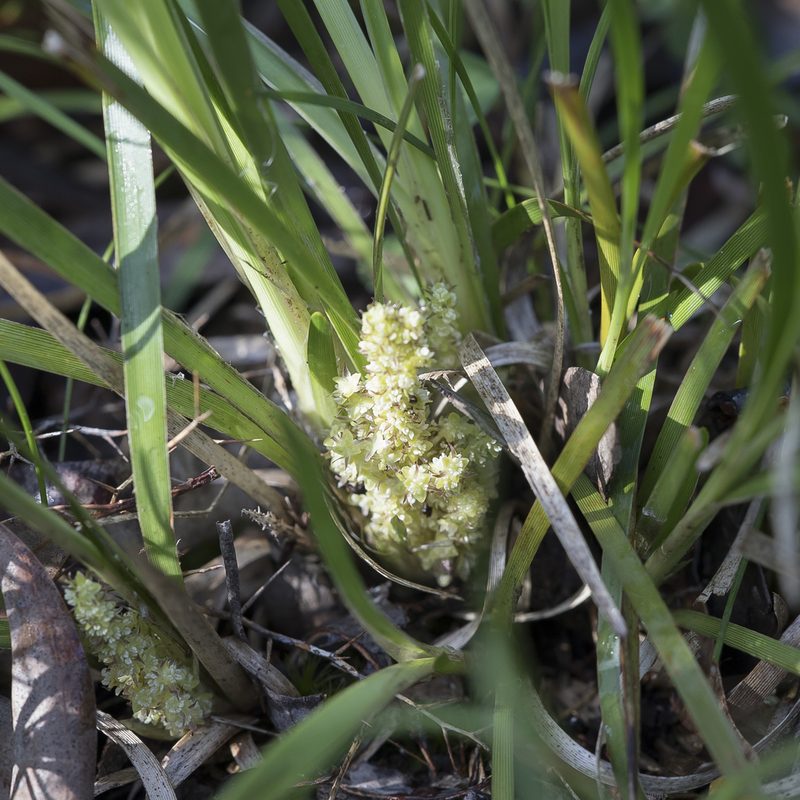 Lomandra densiflora, photographed by Kym Nicolson
