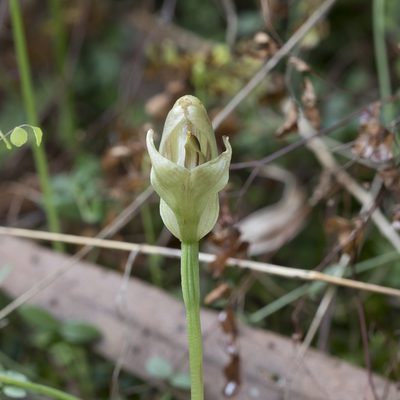 Pterostylis curta, photographed by Kym Nicolson