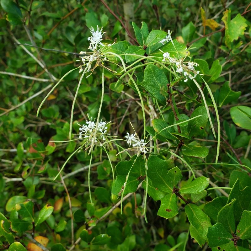 Warea carteri, photographed by Valerie Anderson