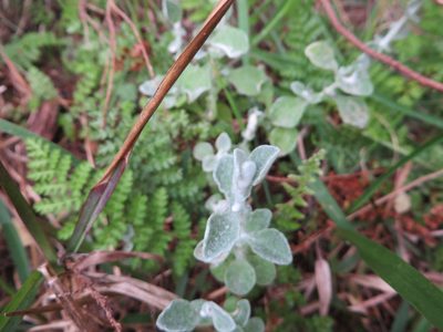 Helichrysum pandurifolium, photographed by linkie
