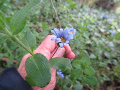 Felicia aethiopica, photographed by linkie