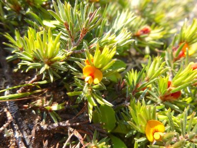 Pultenaea tenuifolia, photographed by Kiri Bee