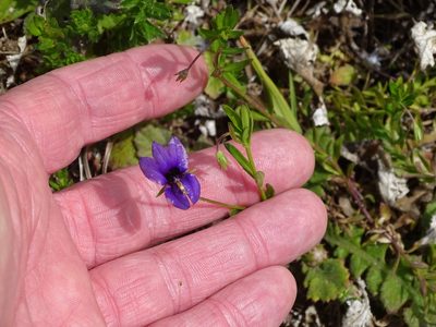 Monopsis unidentata, photographed by Shaun Swanepoel