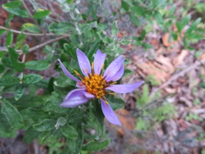 Printzia polifolia, photographed by linkie