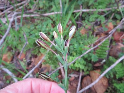 Hesperantha falcata, photographed by linkie