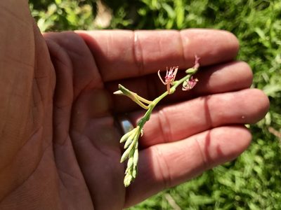 Oenothera podocarpa, photographed by CK2AZ