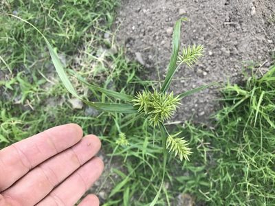 Cyperus pallidicolor, photographed by CK2AZ