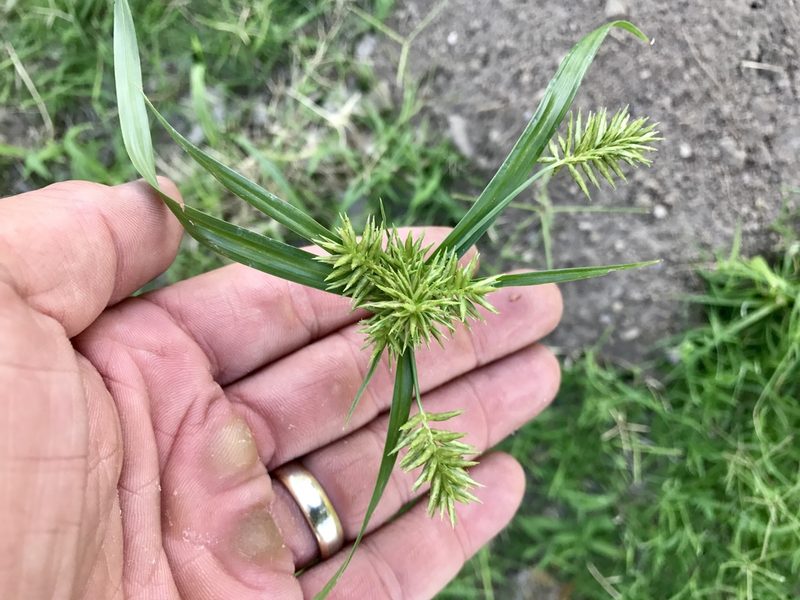 Cyperus pallidicolor, photographed by CK2AZ