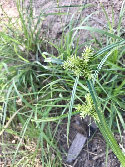 Cyperus pallidicolor, photographed by CK2AZ
