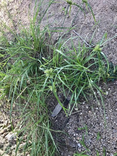 Cyperus pallidicolor, photographed by CK2AZ