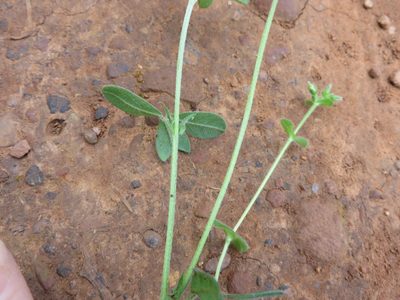 Indigofera incana, photographed by linkie