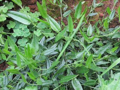 Psoralea monophylla, photographed by linkie