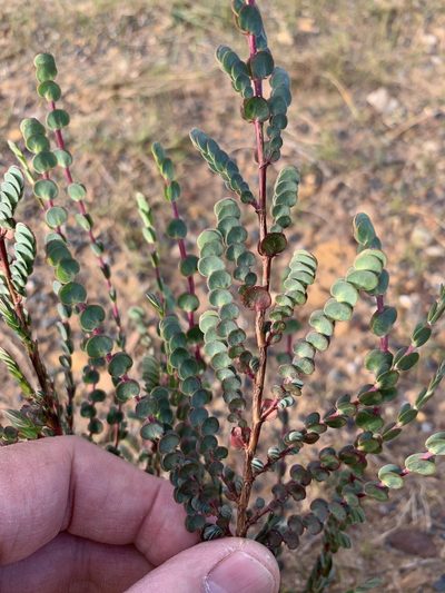 Cliffortia phyllanthoides, photographed by Dave Richardson