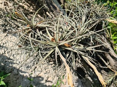 Tillandsia ixioides, photographed by Sol Quipildor
