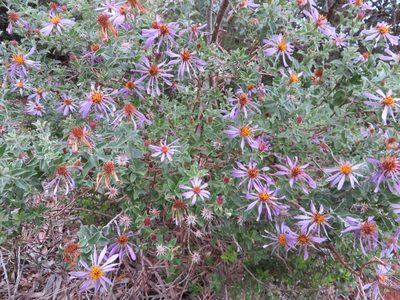Printzia polifolia, photographed by linkie
