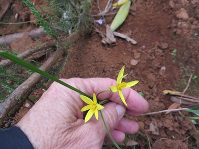 Pauridia flaccida, photographed by linkie