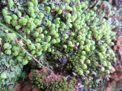 Asterella marginata, photographed by linkie
