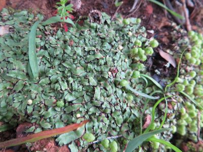 Asterella marginata, photographed by linkie