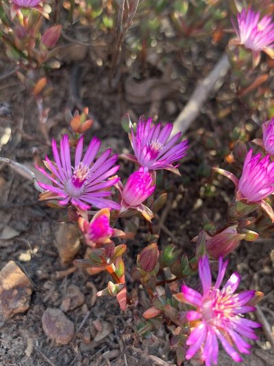 Lampranthus altistylus, photographed by Dave Richardson