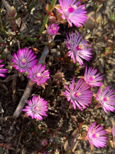 Lampranthus altistylus, photographed by Dave Richardson