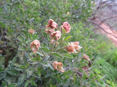 Podalyria variabilis, photographed by linkie
