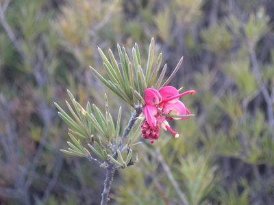 Grevillea rosmarinifolia, photographed by Donald Hobern