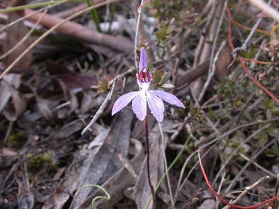 Caladenia caerulea, photographed by Donald Hobern
