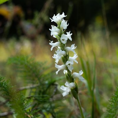 Spiranthes incurva, photographed by M. Squire