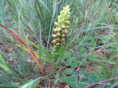 Corycium orobanchoides, photographed by linkie
