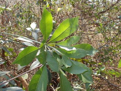 Cussonia nicholsonii, photographed by Mahomed Desai