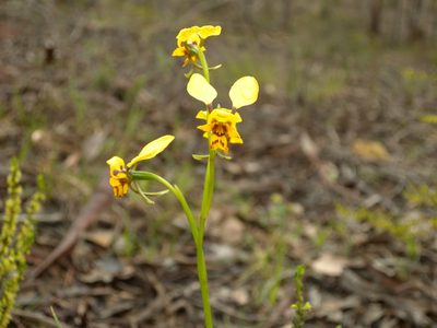 Diuris nigromontana, photographed by Donald Hobern