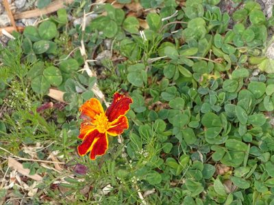 Tagetes patula, photographed by Shaun Swanepoel