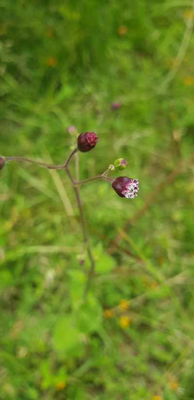 Florestina platyphylla, photographed by Eugenio Padilla