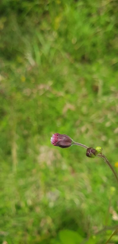 Florestina platyphylla, photographed by Eugenio Padilla