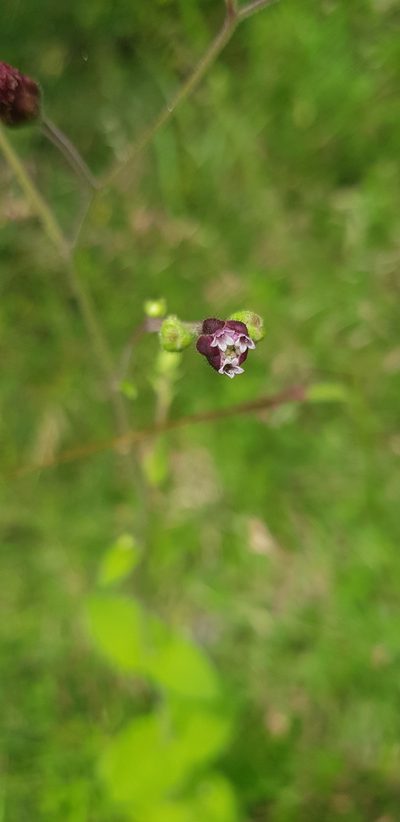 Florestina platyphylla, photographed by Eugenio Padilla