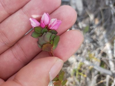 Boronia serrulata, photographed by Tim
