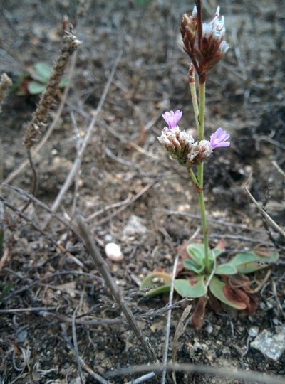 Limonium dodartii, photographed by Julien Renoult