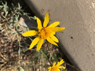 Picradeniopsis absinthifolia, photographed by Katie Halter