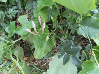 Jasminum polyanthum, photographed by linkie