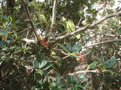 Berberis ilicifolia, photographed by María Regina Silva