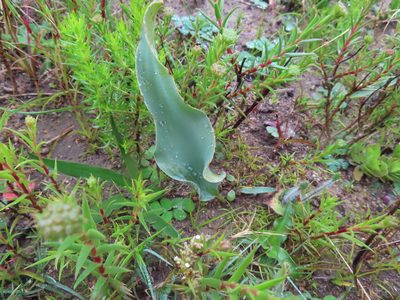 Eriospermum lanceifolium, photographed by linkie