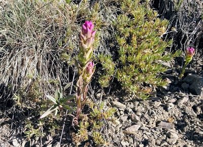 Orthocarpus imbricatus, photographed by John Brew