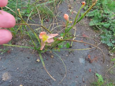 Moraea miniata, photographed by linkie