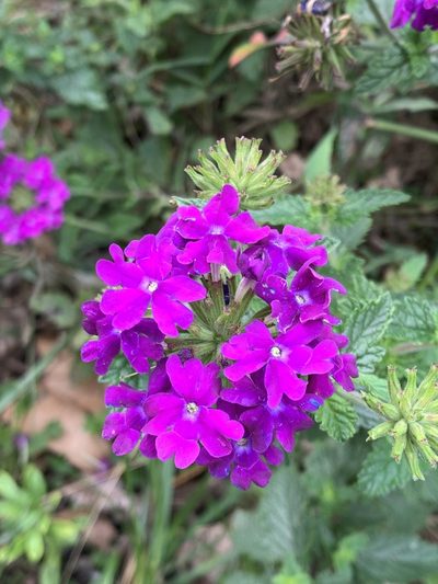 Verbena megapotamica, photographed by Leonel Roget