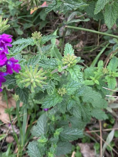 Verbena megapotamica, photographed by Leonel Roget