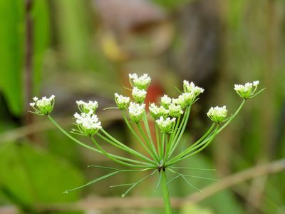 Ptilimnium costatum, photographed by Laura Clark